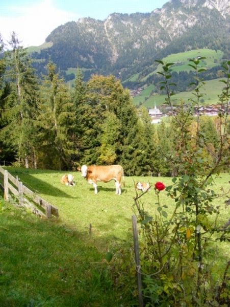 alpbach